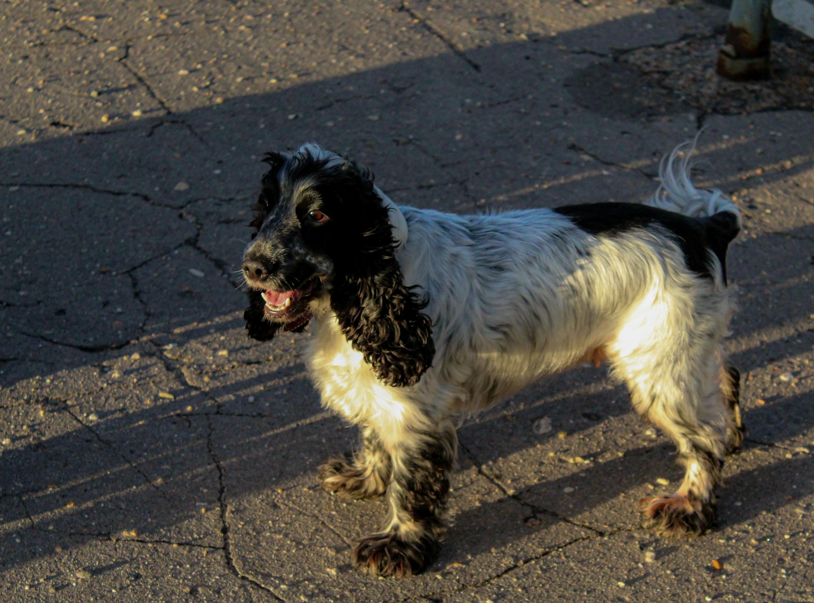 A black and white dog walking across a street